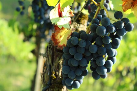 Grapevine vine fruit photo