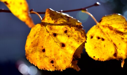 Fall foliage tree fall color photo