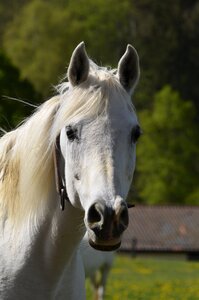 Mammal stallion main and state stud marbach