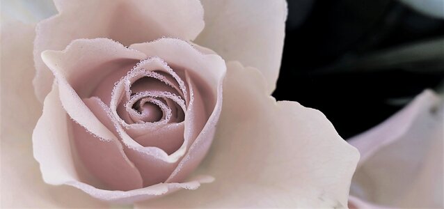 Romance blossom bloom