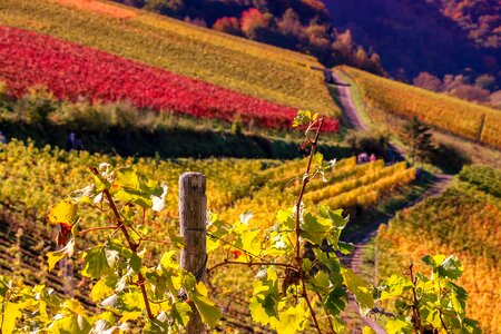 Vines colorful autumn