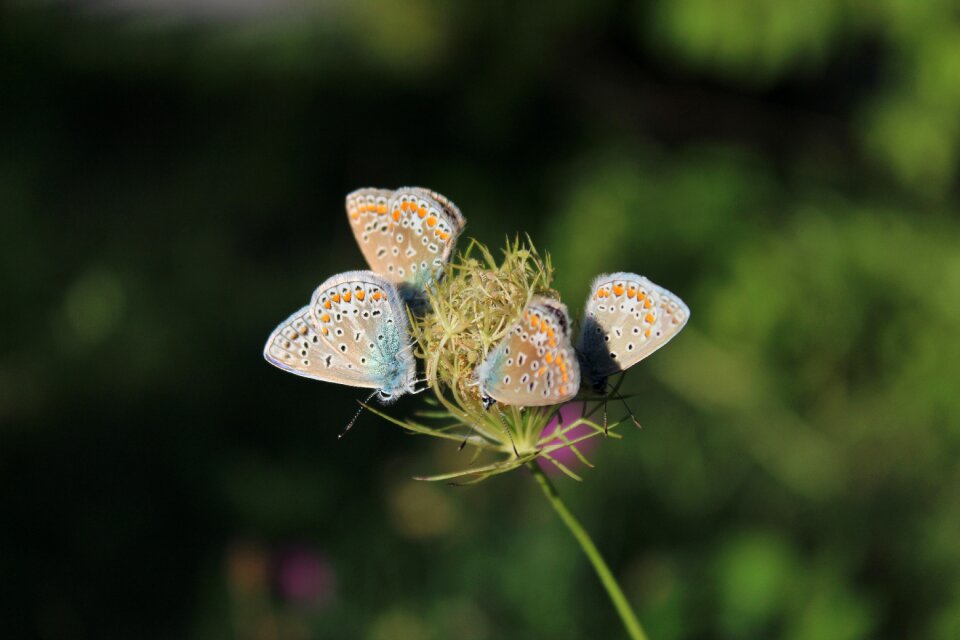 Nature animal blossom