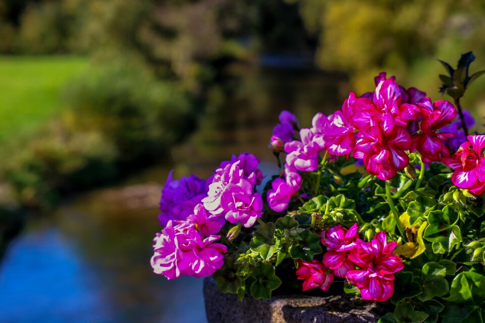 Stone pot bucket plant