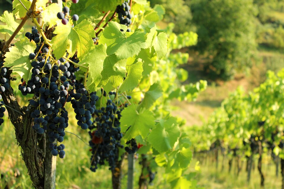 Vine grapes wine berries