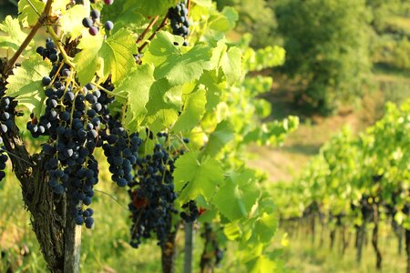 Vine grapes wine berries photo