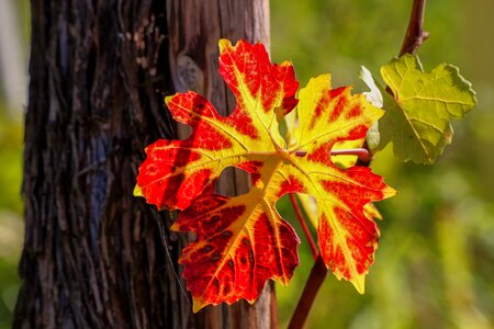 Plant tree colorful photo