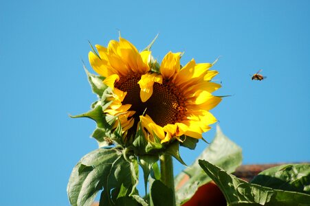 Summer yellow pollination