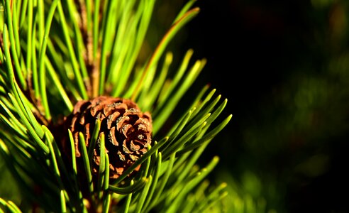 Tree branch conifer photo