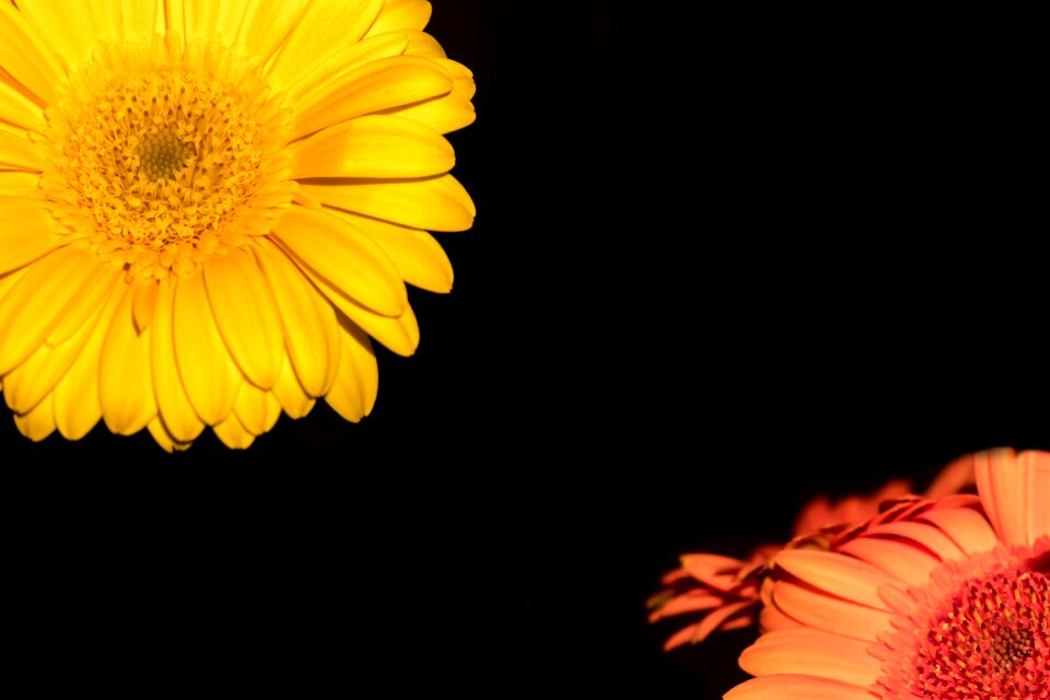 Bloom shining yellow
