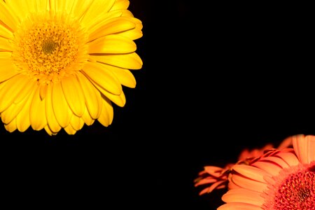 Bloom shining yellow photo