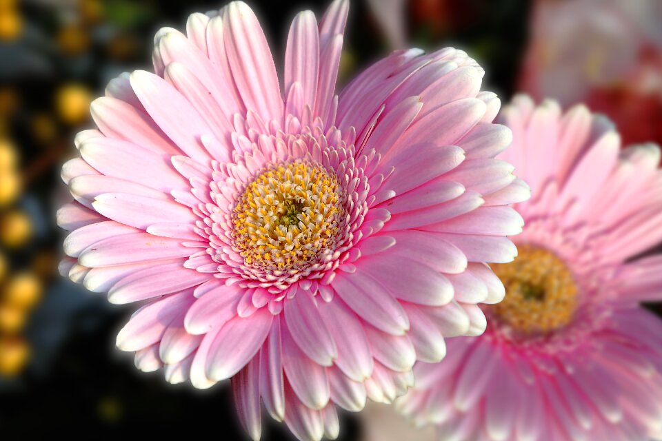 Bloom pink assembly