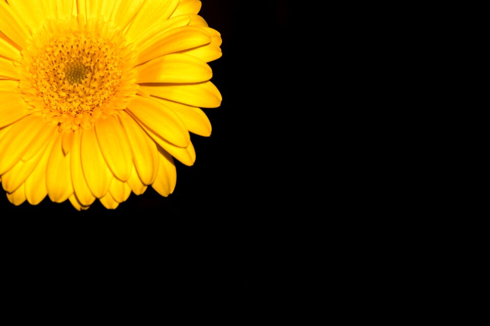 Bloom shining yellow