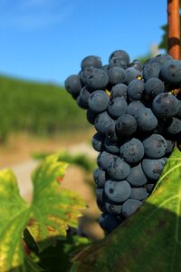 Vine regent fruit