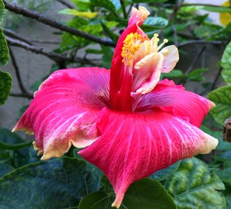 Pink petals garden pink photo