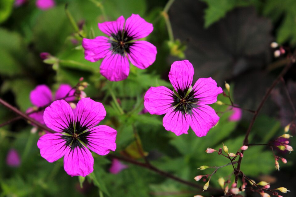 Stamens petals flowers