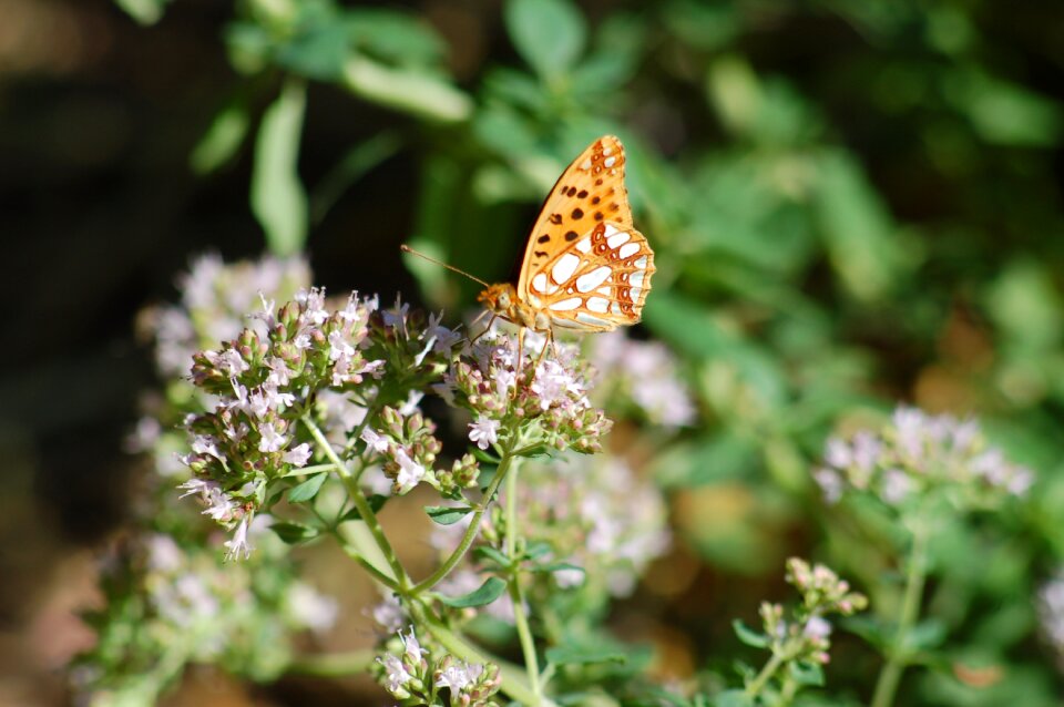 Insect butterflies summer