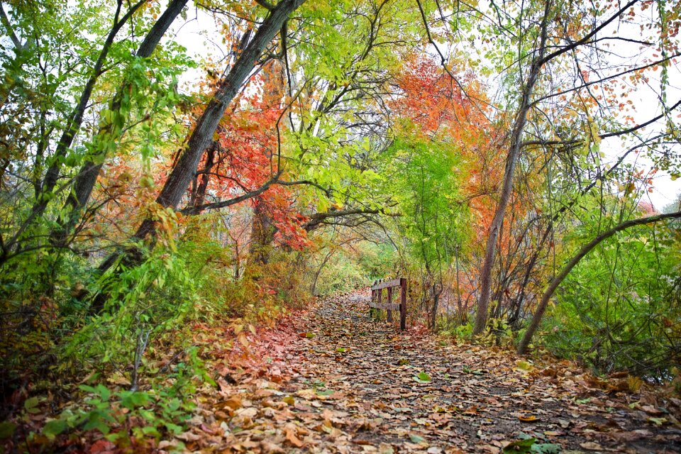 Fall foliage foliage yellows