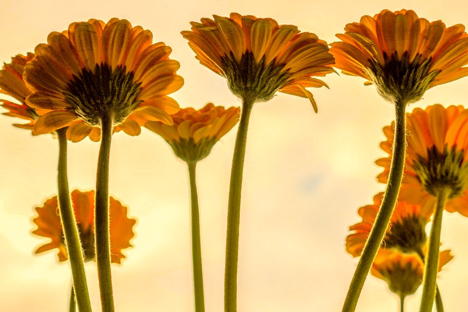 Bloom nature spring