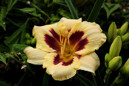 Summer daylily stamens