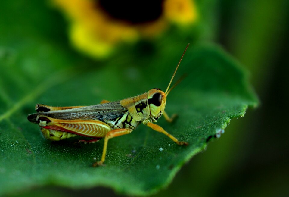 Green summer animal