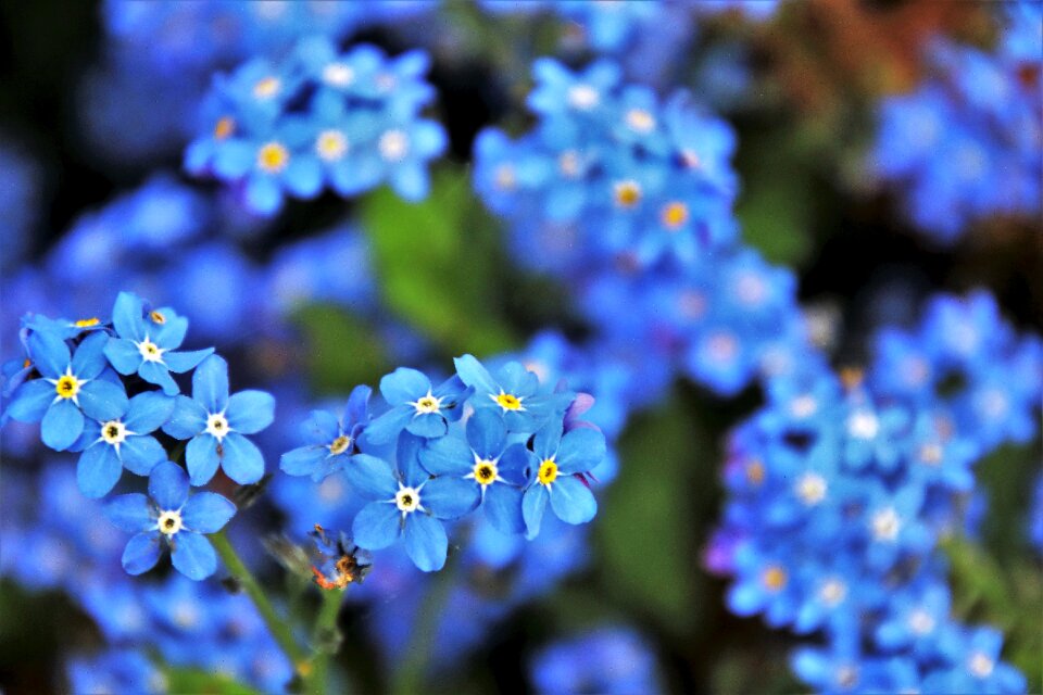 Spring may nature