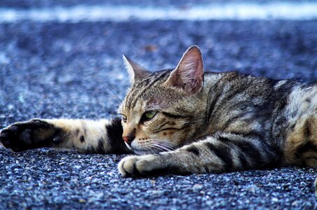 Cat european calico cat stray cat photo