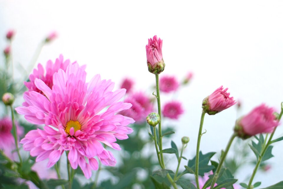 Compositae pink plant