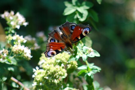 Ali summer butterflies