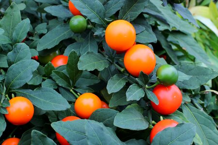 Orange round plant