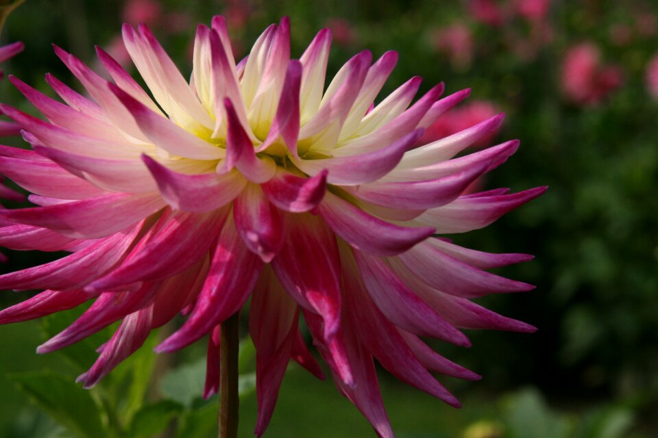 Petals bloom pink