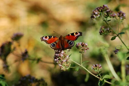 Summer butterflies romantica