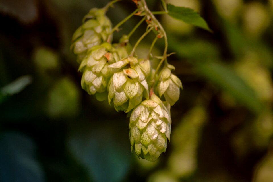 Nature climber plant hops fruits