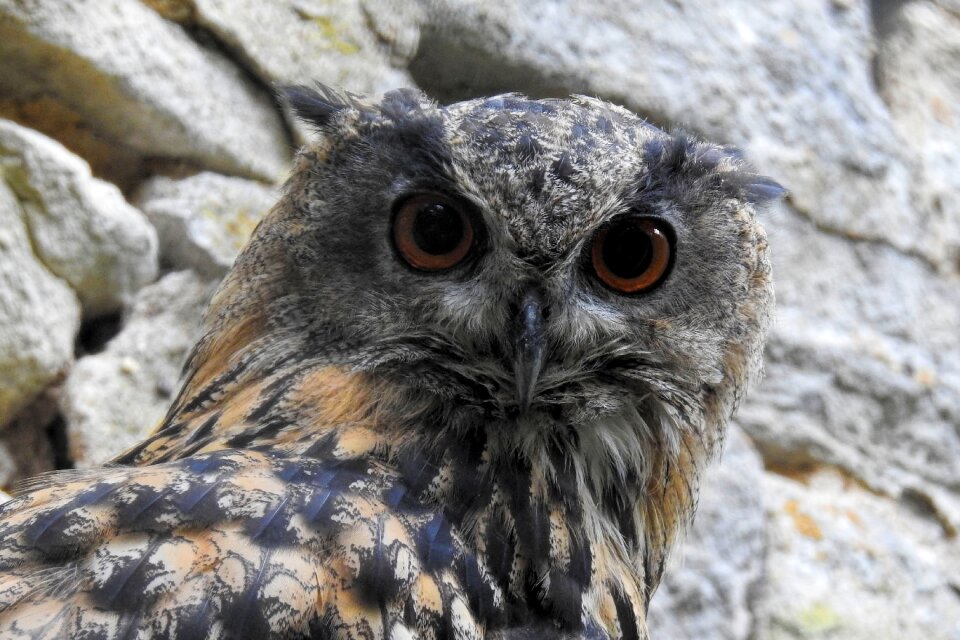 Bird of prey bird raptor