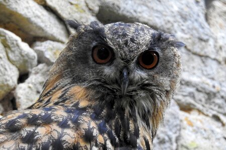Bird of prey bird raptor