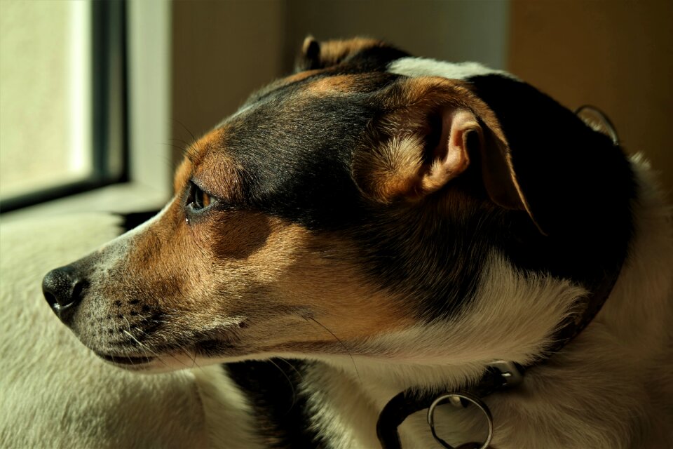 Cute portrait pet