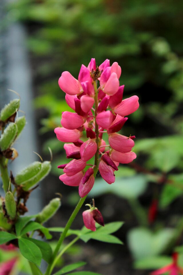 Pioneer seeds flowers