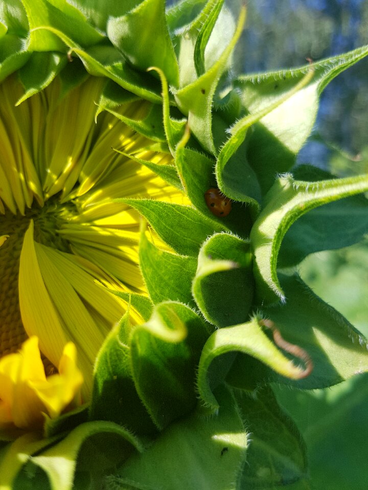Lady bug flowering opening