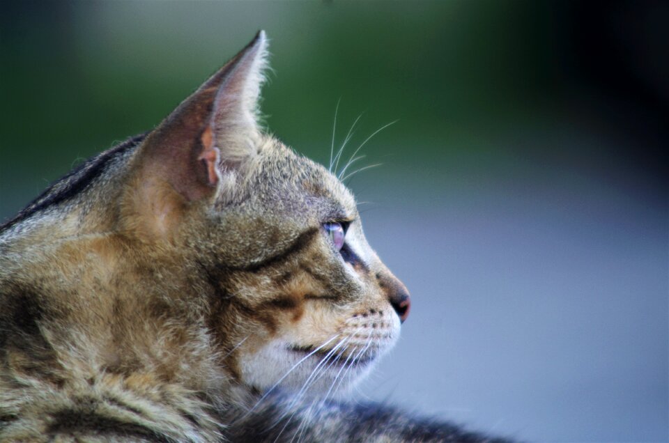 Cat european calico cat stray cat photo