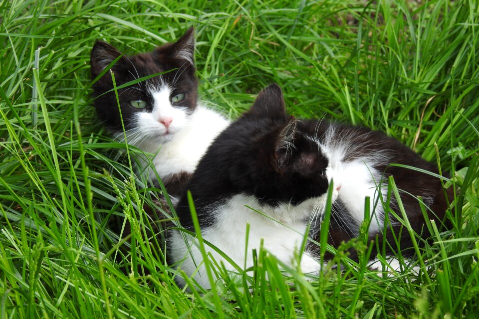 A little nature cat