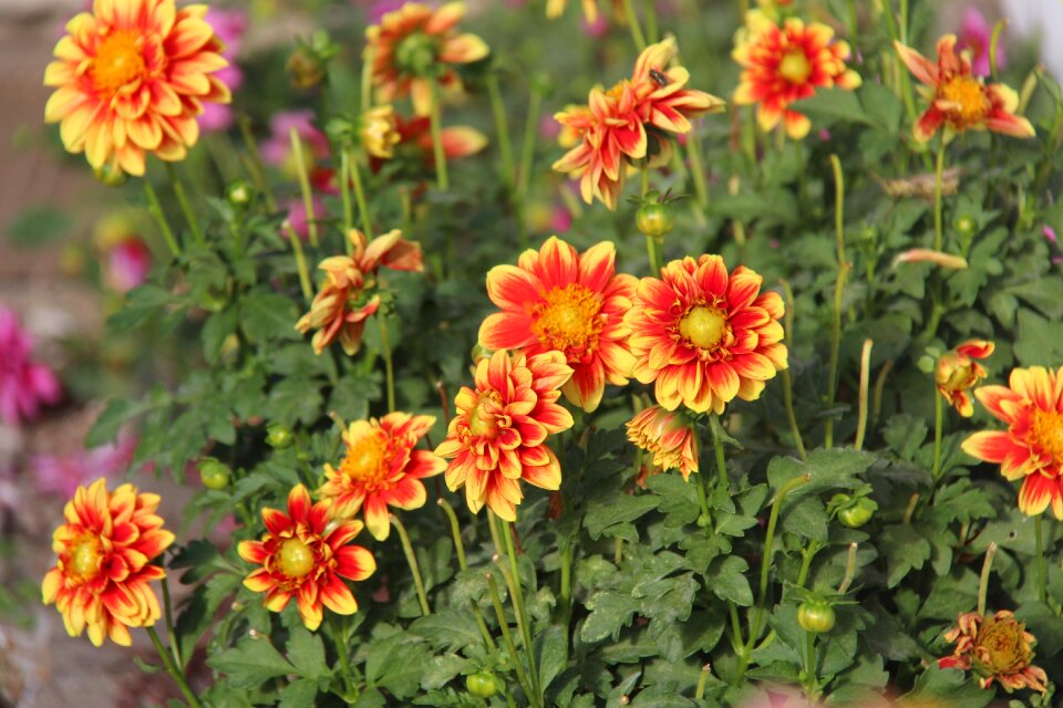 Orange daisies summer