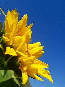 Opening leaves blue sunflower