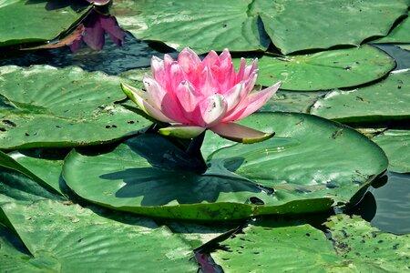 Pink pond water lily
