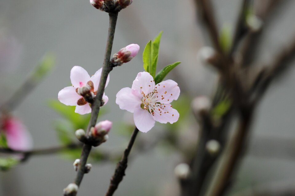 Spring flora botanist