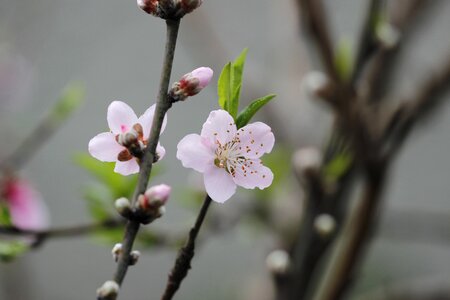 Spring flora botanist