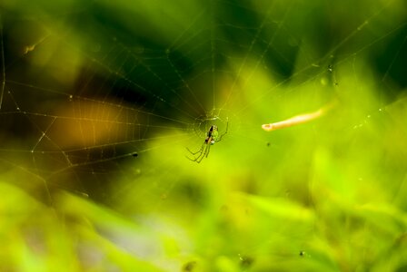 Tiger spider arachnophobia insects