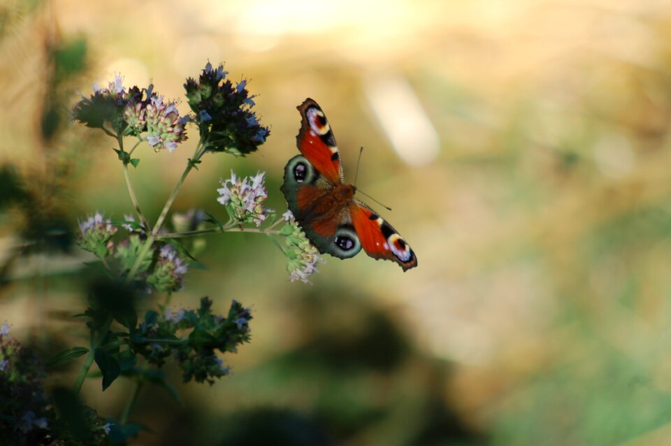 Outdoors butterflies romance