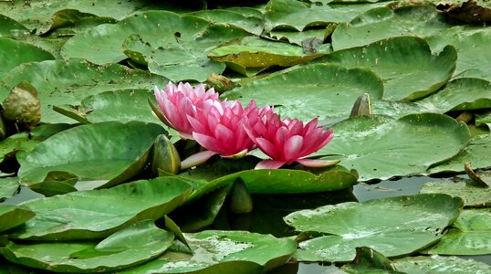 Pond pink water lily photo