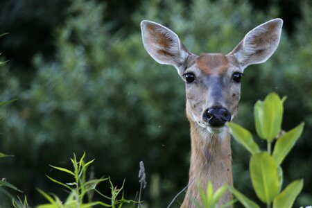 Animal young fawn