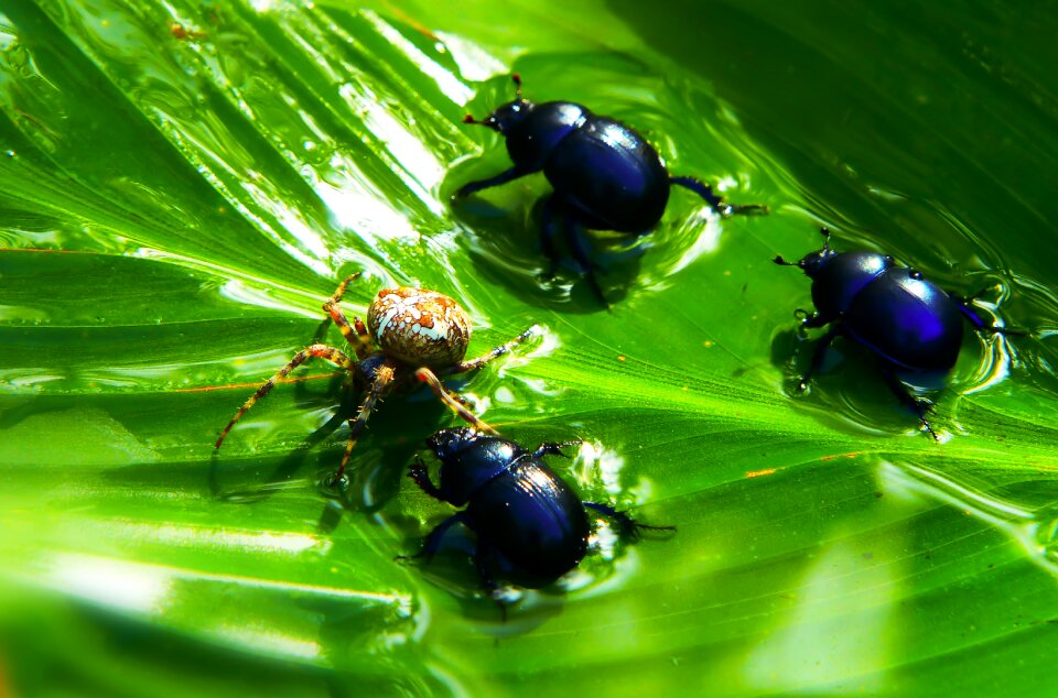 Food insects water