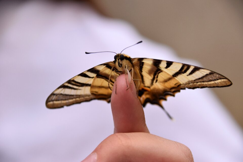 Butterfly insect nature